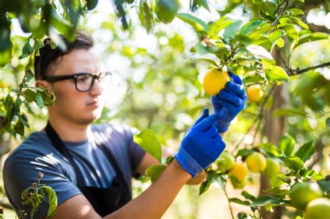 Hojas amarillas en el limonero: causas y cómo salvarlo